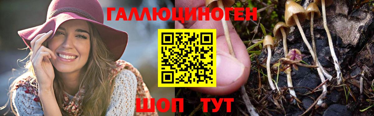 Псилоцибиновые грибы Psilocybine cubensis  Вход с VPN  Белореченск 